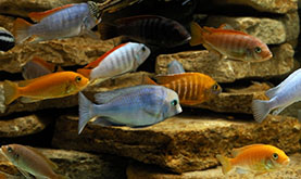 an aquarium with around a dozen cichlids colored gold, red, and blue and some with stripes