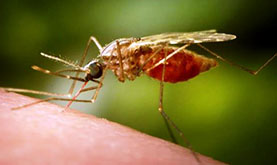 Lateral view of a mosquito perched on human skin, with the mosquito's thin proboscis extending from the insect's mouth into the skin. At right, the mosquito's back legs are lifted and the abdomen is swollen and red.
