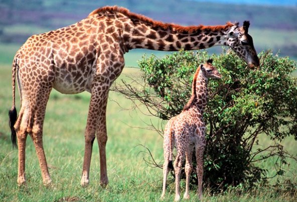 A mother giraffe and her calf eating the leaves off a bush
