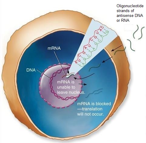 Circular illustration of a cell (DNA and mRNA are labeled) with oligonucleotide strands binding to the mRNA and blocking translation