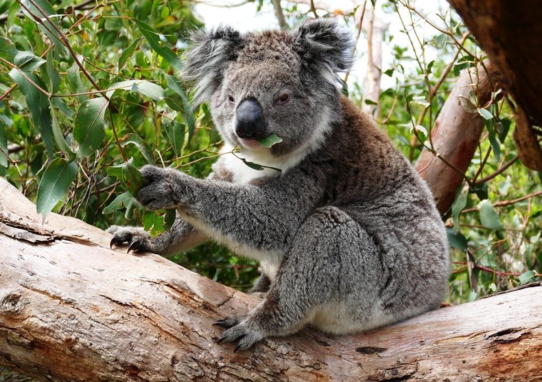 Gray-colored koala sitting on a thick tree branch and munching on a green leaf
