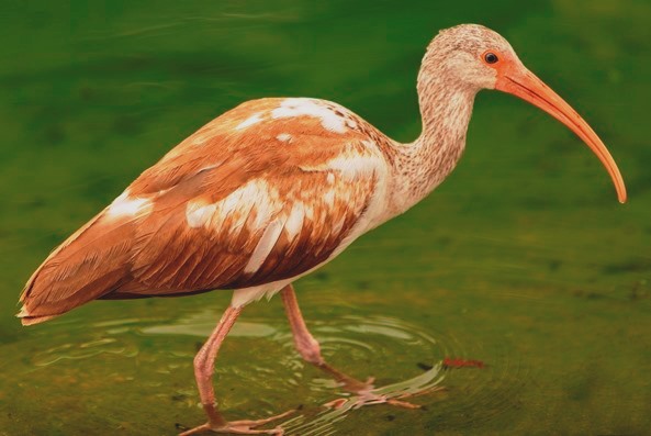 Ibis (brown and white in color, with a long, thin beak) wading in shallow water