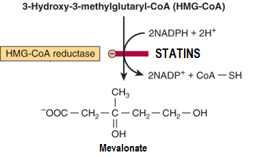 Chemical reaction of HMG-CoA converted to mevalonate