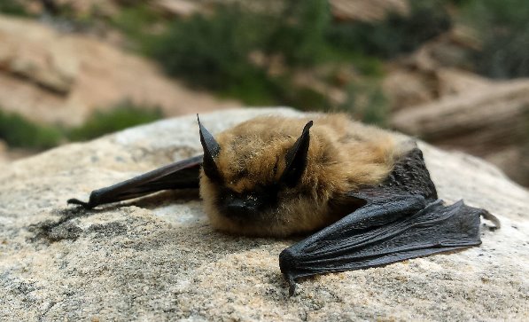 Brown-colored bat with folded black wings lying on a large rock