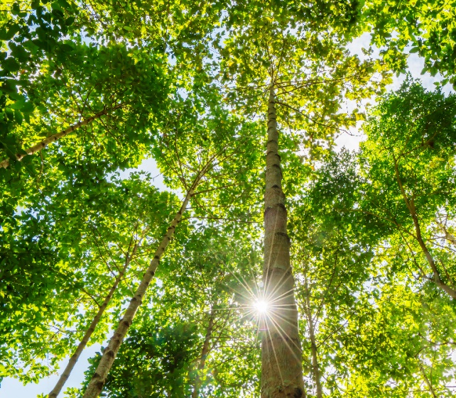 Low-angle upward view of the canopy of beech treetops with a sun flare in the forest