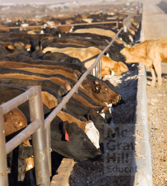 This is a photo of cattle in a feedlot.