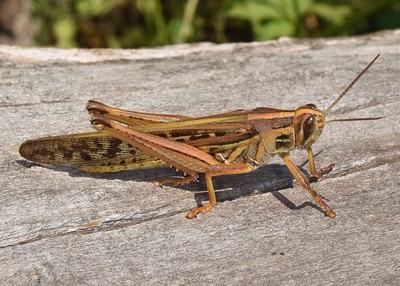 Closeup side-profile view of a locust, with mottled complexion of browns, oranges, greens, and black, resting on a piece of gray wood