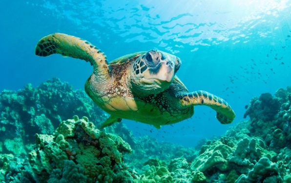 Low-angle view of a green sea turtle swimming toward the camera over coral