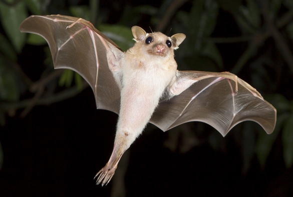 A bat in flight at night