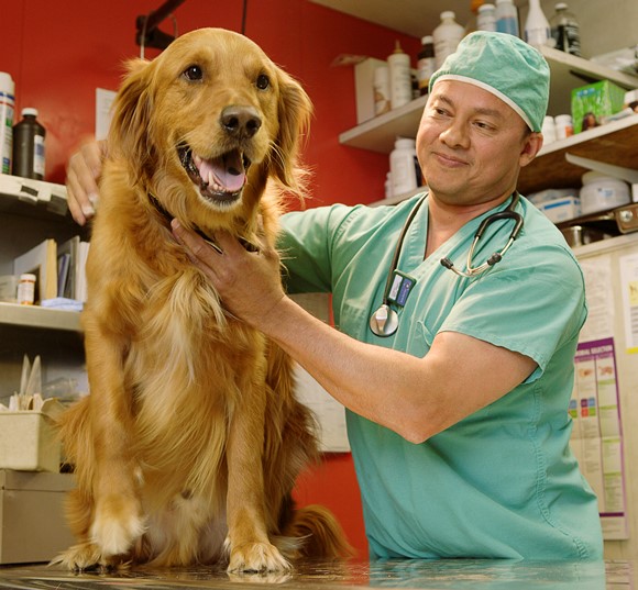 Low-angle view of a male veterinarian holding a golden retriever dog