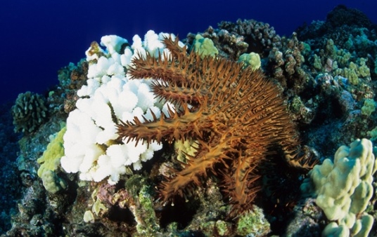 High-angle view of a pointy, light-brown crown-of-thorns starfish underwater feeding on hard coral