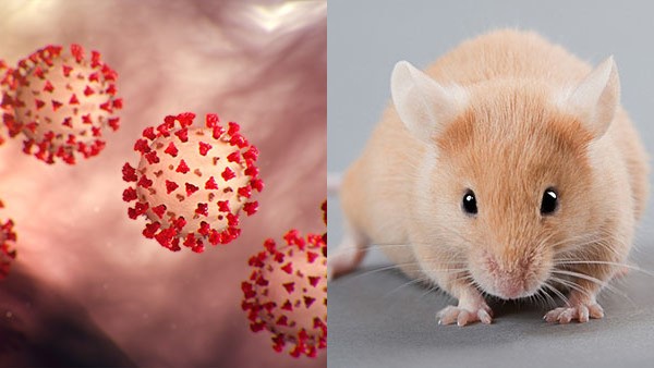 at left, multiple pink spheres studded with red triangular protrusions, against a pink background representing internal organismal tissue; at right, a golden hamster closeup and looking at the viewer