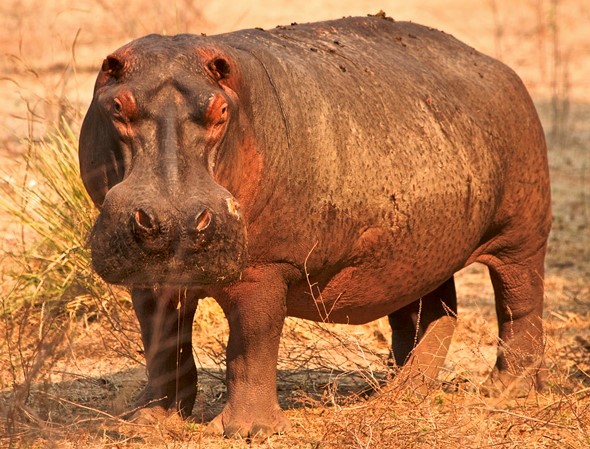 A full-length view of a hippopotamus, with its head turned toward the camera