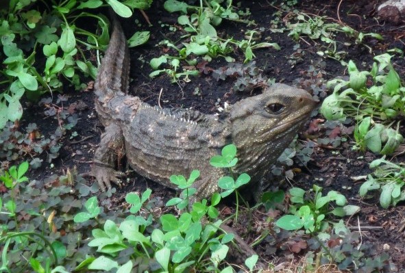 Lateral view of a gray tuatara with peaked, spiny plates on its back and tail among low vegetation on the ground