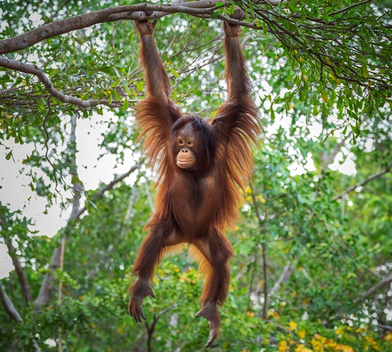 Full-length view of a young female Bornean orangutan hanging from a tree branch in Borneo