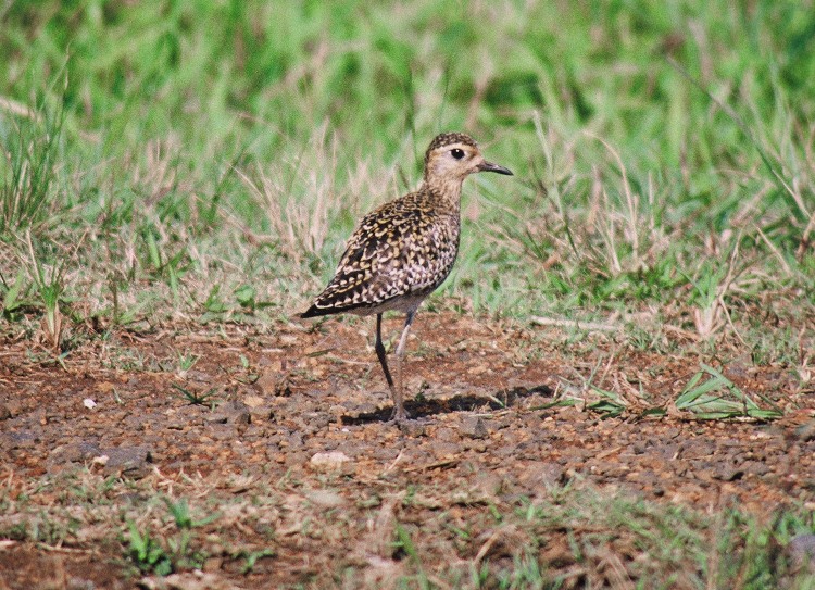 Full-length profile view of a plover standing on the ground with grass in the background; the bird is speckled black and gold