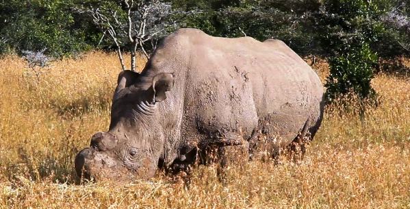 A white rhino, colored light tan and with its two horns removed, in a field of high yellow grass and with small green trees in the background