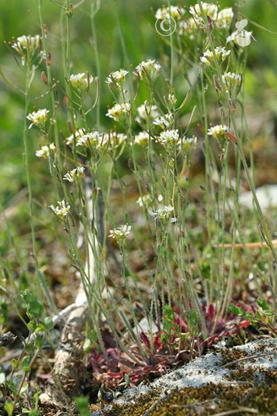 photograph taken at ground level of about two dozen thin green stalks with white flowers at their tops. Foreground moss is visible and plants in the background are blurred out of focus