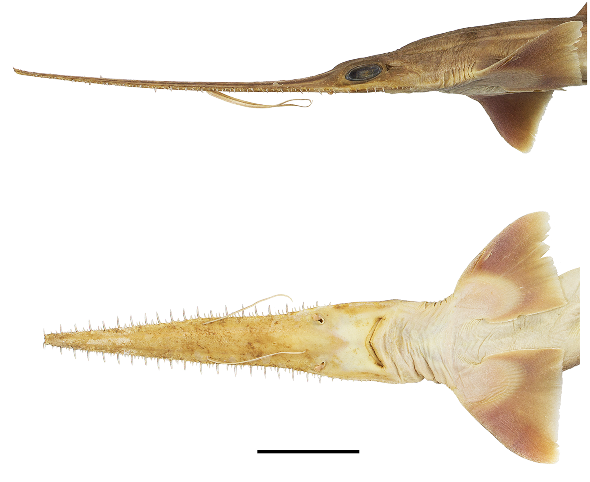 Lateral and ventral views of a sawshark head