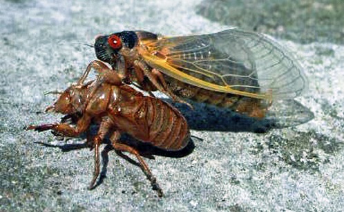 Color photo of a cicada emerging out of its old exoskeleton