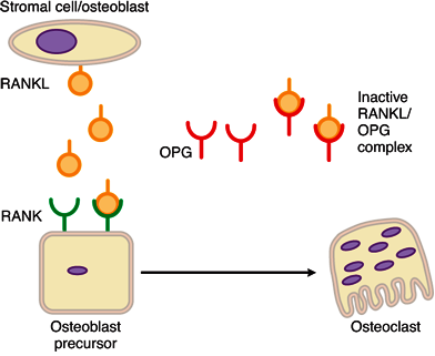 Illustration of OPG binding to RANKL, preventing the binding of RANKL to RANK
