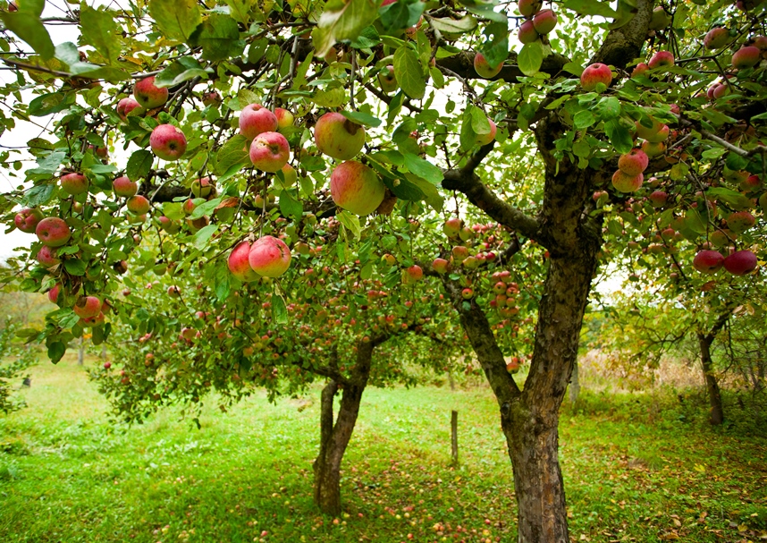 Apple trees with red apples