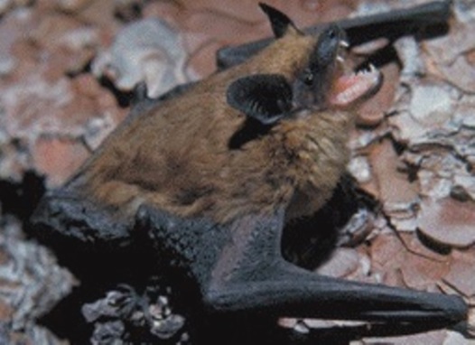 Brown bat