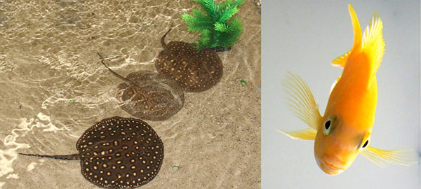 Left: three dark-colored stingrays with many small, light-colored dots on their bodies, viewed from above, in a water tank with a sand covering, the rays are aligned along a diagonal with a green plant at the top. Right: An orange-colored fish viewed head-on against a clear background with its pectoral fins splayed out