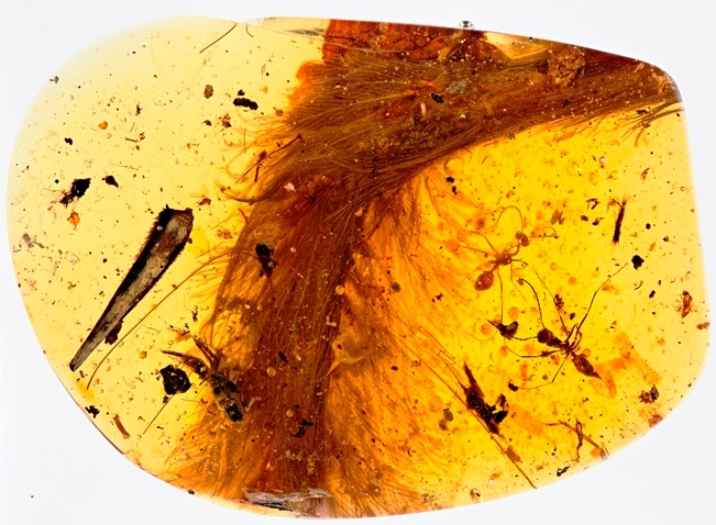 Yellow amber containing a light-brown dinosaur tail, with other materials also caught in the amber