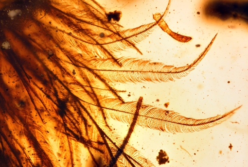Light-brown barbules in pale amber