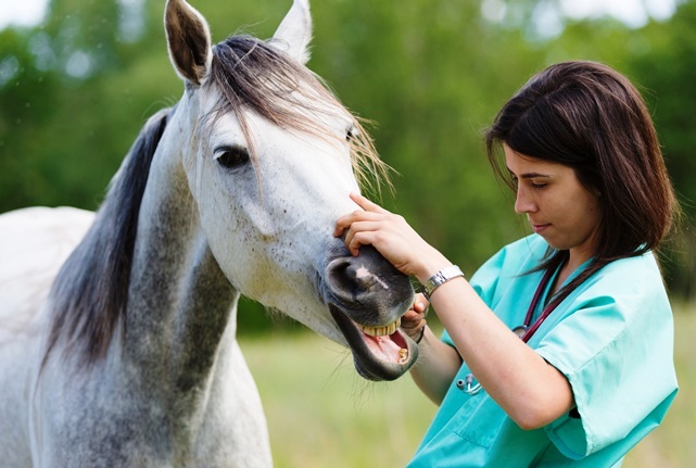 A female veterinarian inspects the mouth of a white/gray-colored mare