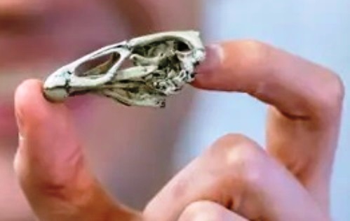 Fossil bird skull held between two fingers of a human hand