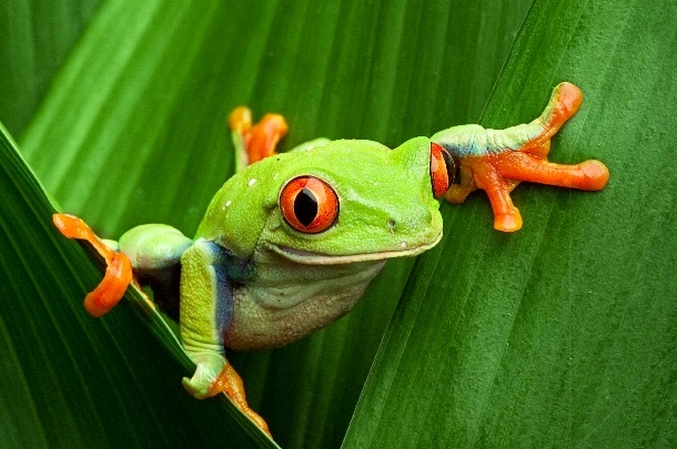 A green tree frog with red eyes sitting in between leaves of a plant