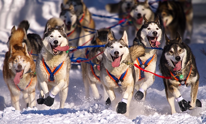 Frontal view of a team of at least 10 harnessed and booted huskies pulling an unseen object in snow