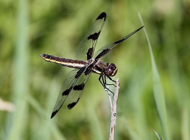 A dragonfly with four outspread transparent wings (with three large black spots per wing) grabbing a vertical woody plant stem