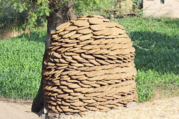 cow dung stacked in front of a tree with grass in the backgroud