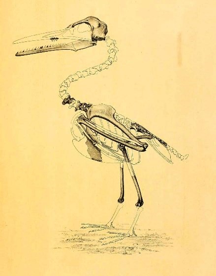 Outline drawing of the skeleton of a standing Ichthyornis dispar fossil bird