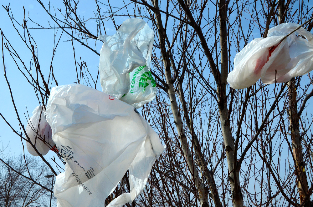 plastic bags entangled in tree branches