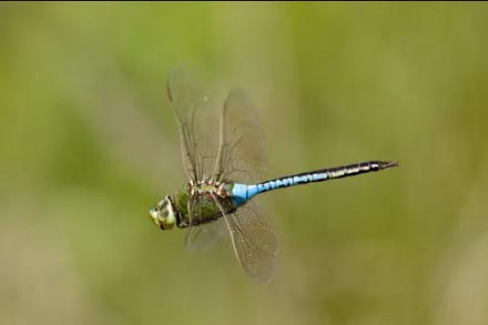 green and blue dragonfly flying from right to left with a blurred green outdoor background