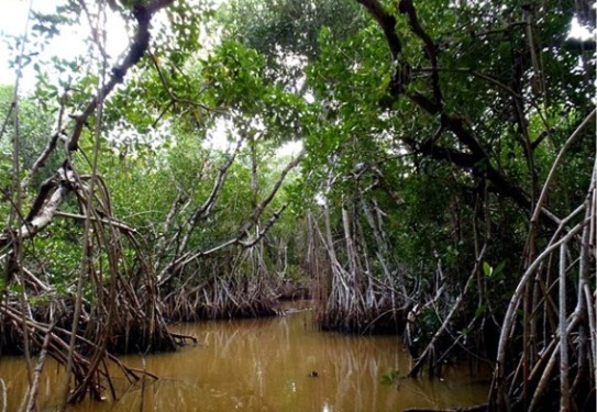 Mangroves with aerial roots rising out of brownish water