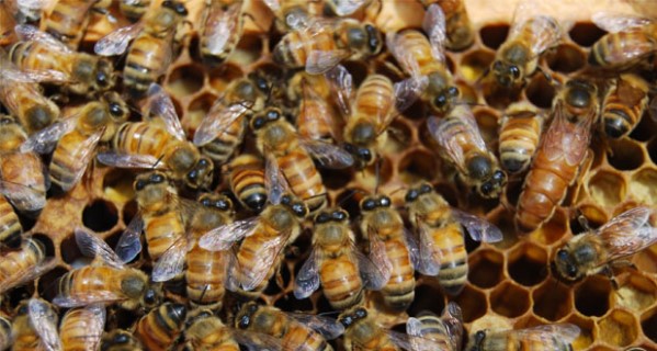 Group of honeybees in a hive