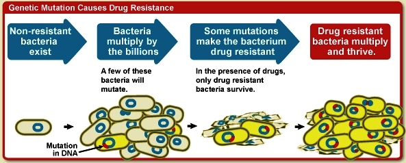Steps involved in drug resistance: nonresistant bacteria exist; bacteria multiply; mutations make drug-resistant bacteria; drug-resistant bacteria multiply and thrive