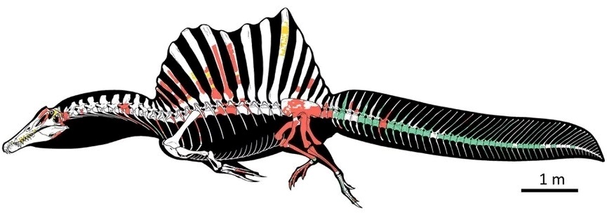 Spinosaurus skeleton, with a sail-like fin on its back and a long oarlike tail; various parts are shaded in red, green, and yellow; a scale bar is included, indicating that the dinosaur was approximately 15 m long