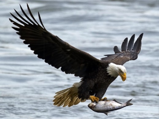 Close-up view of a bald eagle in flight over water, carrying a fish in its talons