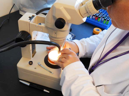 researcher using a dissecting microscope to remove microplastics from a sample