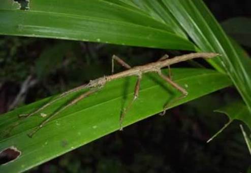 Walking stick insect (gray/light brown in color) on a long green leaf