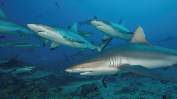 Lateral view of a group of at least 12 grey reef sharks swimming underwater at various distances from the camera