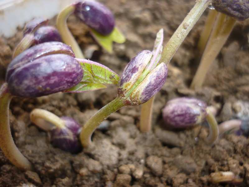 close-up of purplish beans growing green sprouts amidst soil