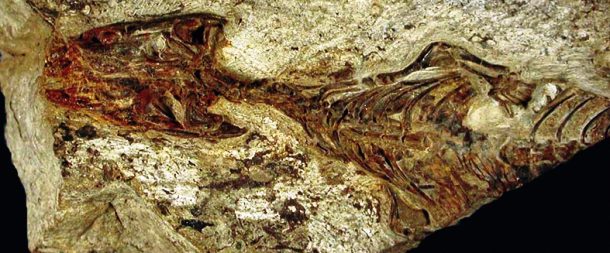 Fossilized upper-body skeleton of the Megachirella lizard embedded in rock