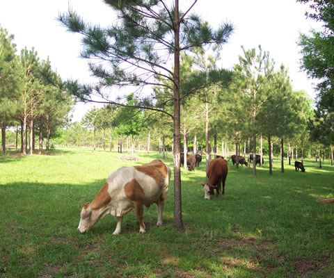 A white and brown cow grazing underneath a small pine tree with a herd of brown cows in the distance among pine trees.